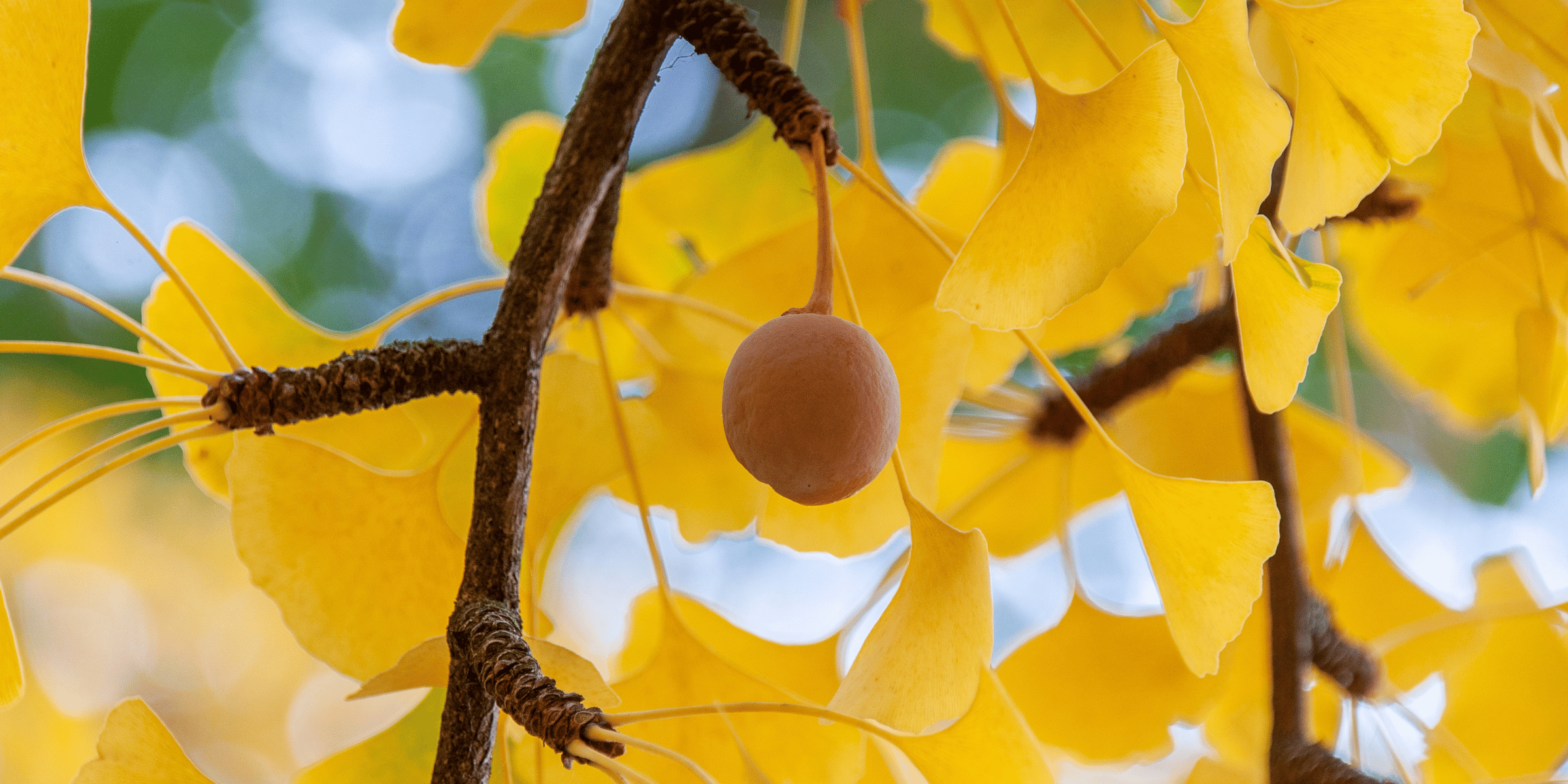 Ginkgo Biloba et acouphènes : démêler le vrai du faux